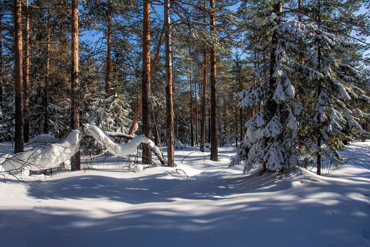 В весеннем лесу