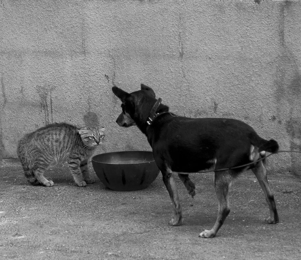 Хозяин, ты чё!? флешмоб pets-flash