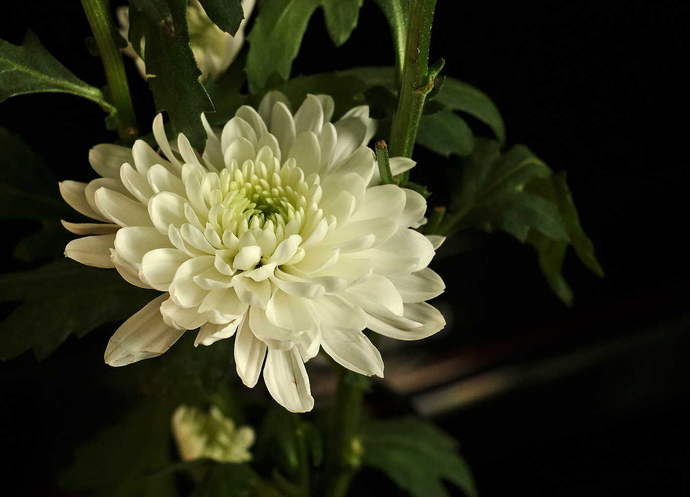 Хризантема