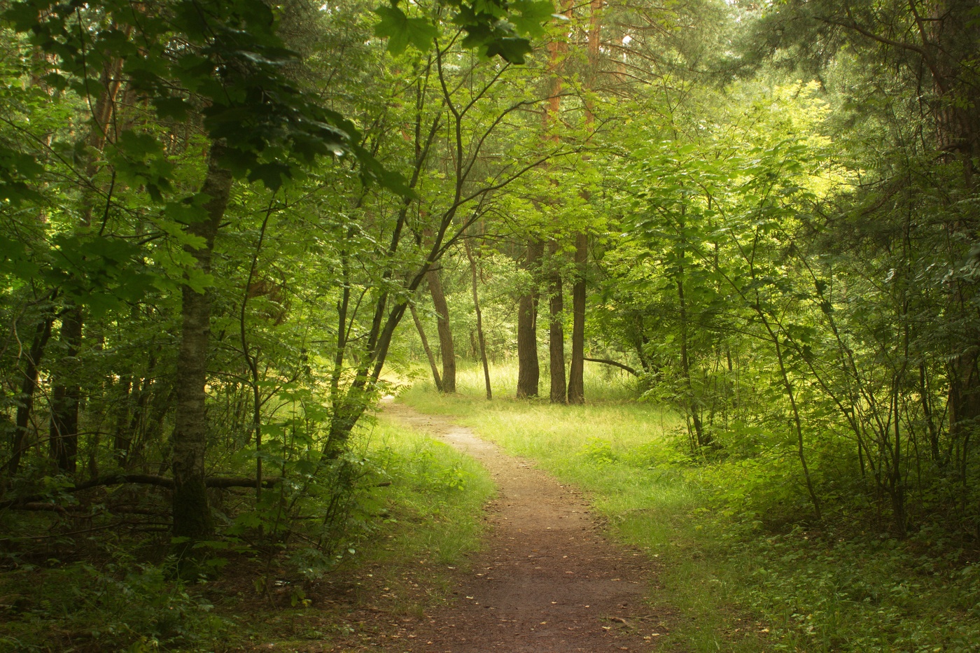 Тенистой тропой