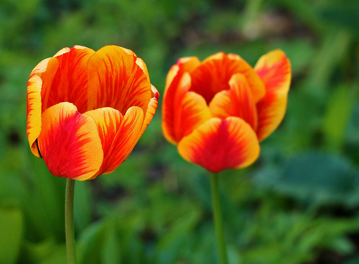 Сладкая парочка