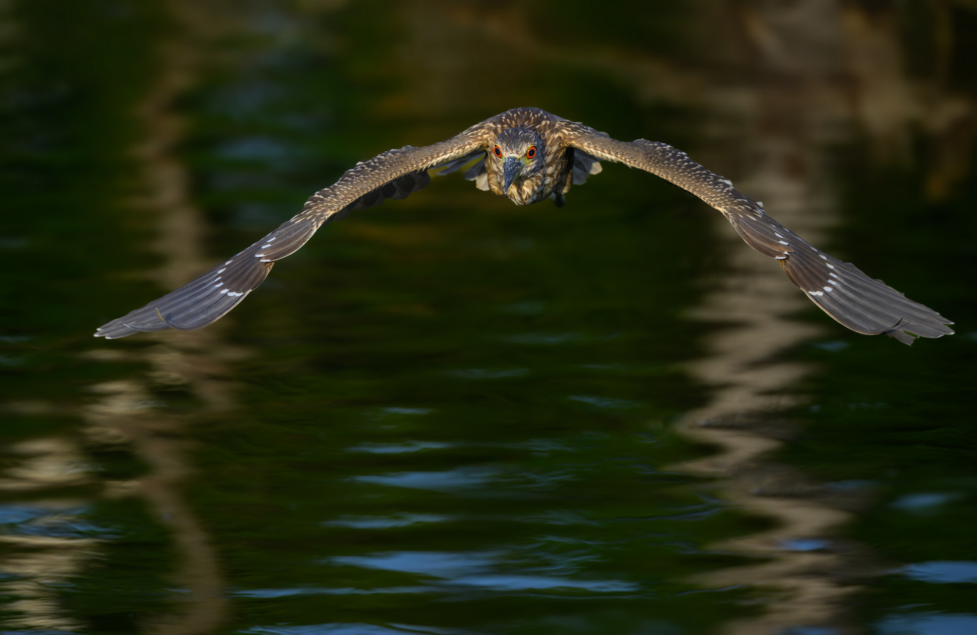 Black-crowned night heron (juvenile)