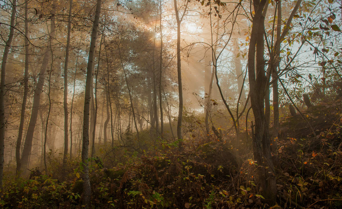 Рассвет природы.