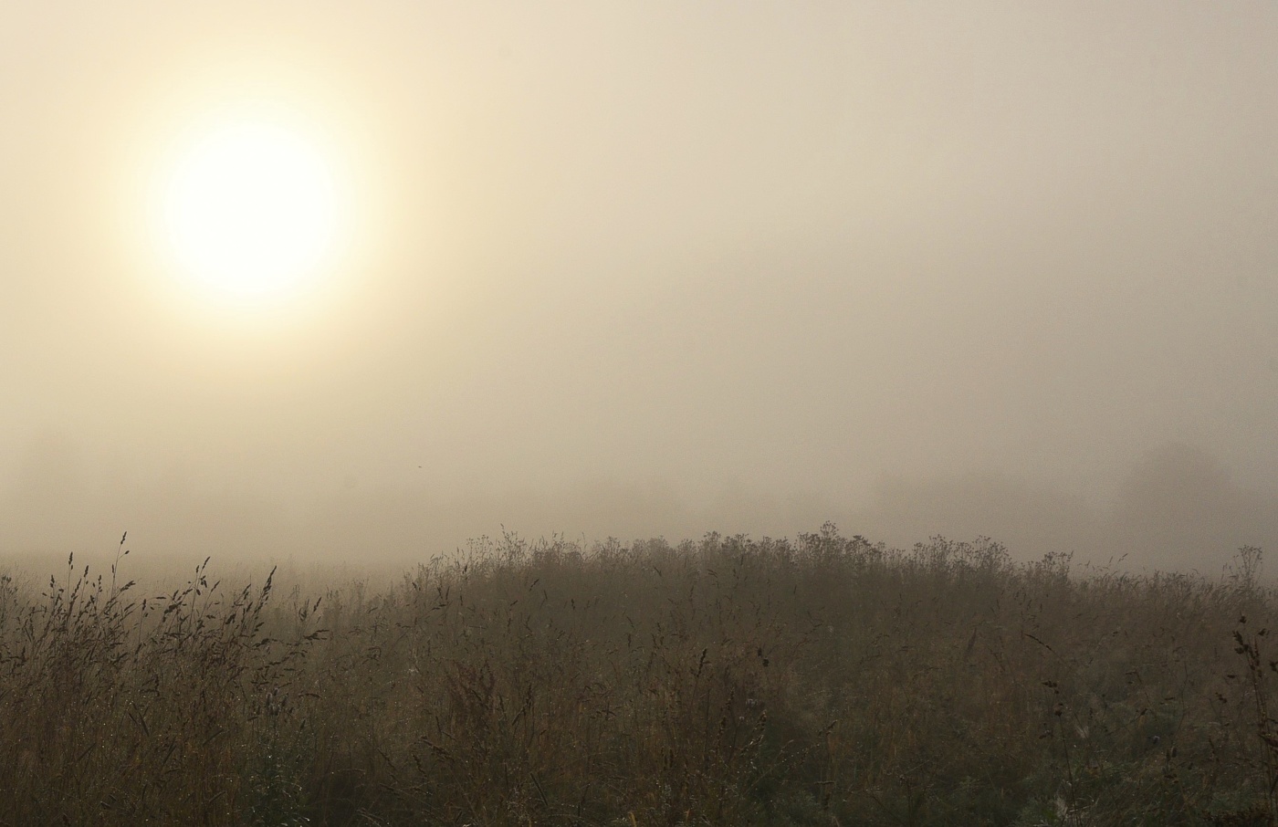 Густо-туманное утро ...