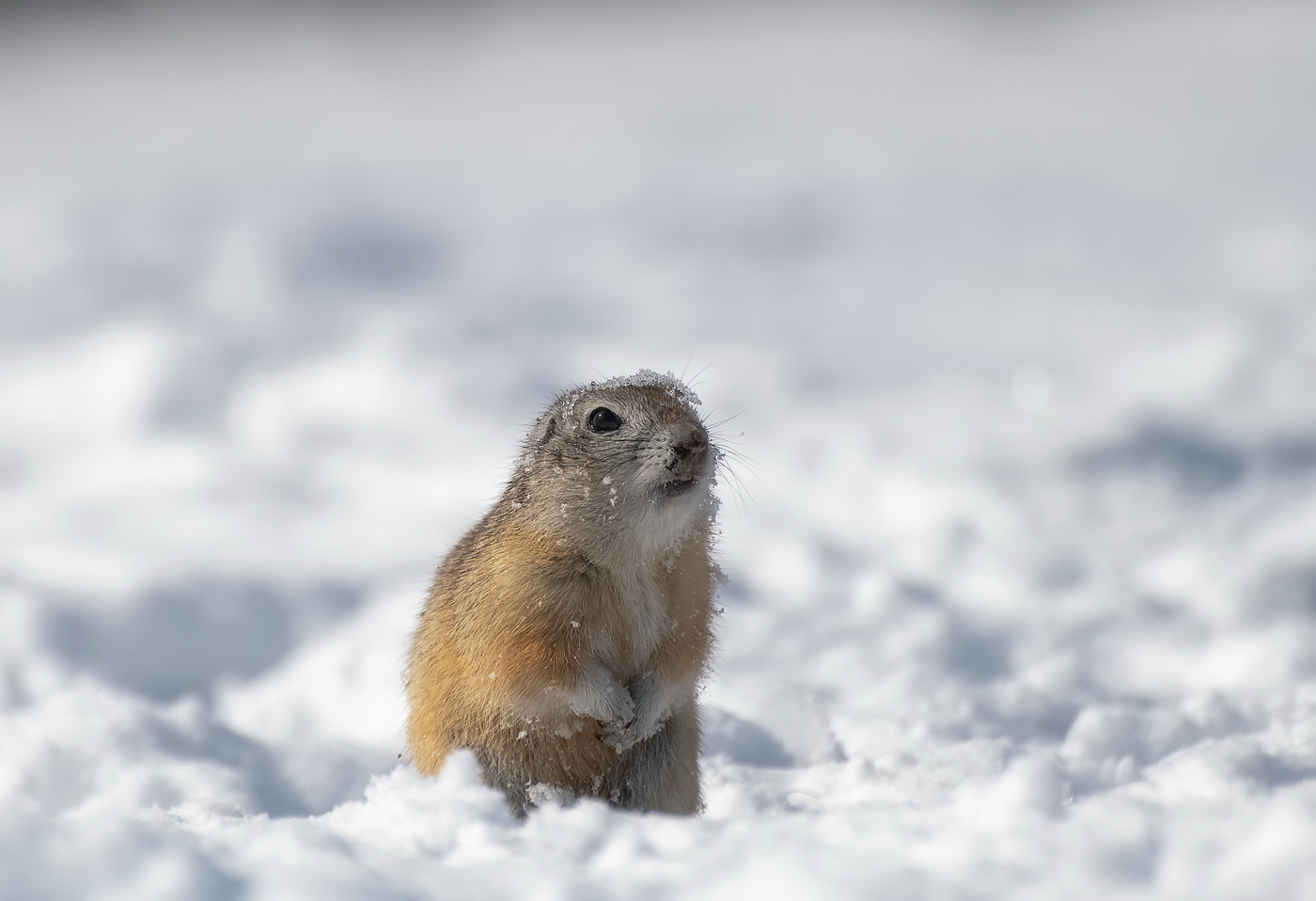 Мерзнут лапки