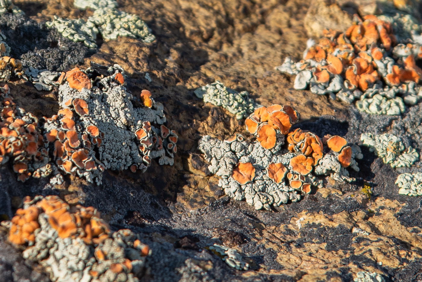 Весной и камни цветут...