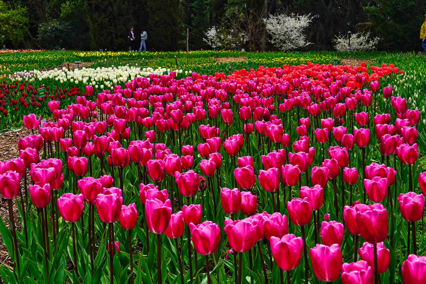 Парад Тюльпанов