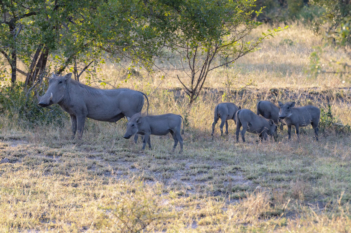 Мама бородавочник и ее поросята