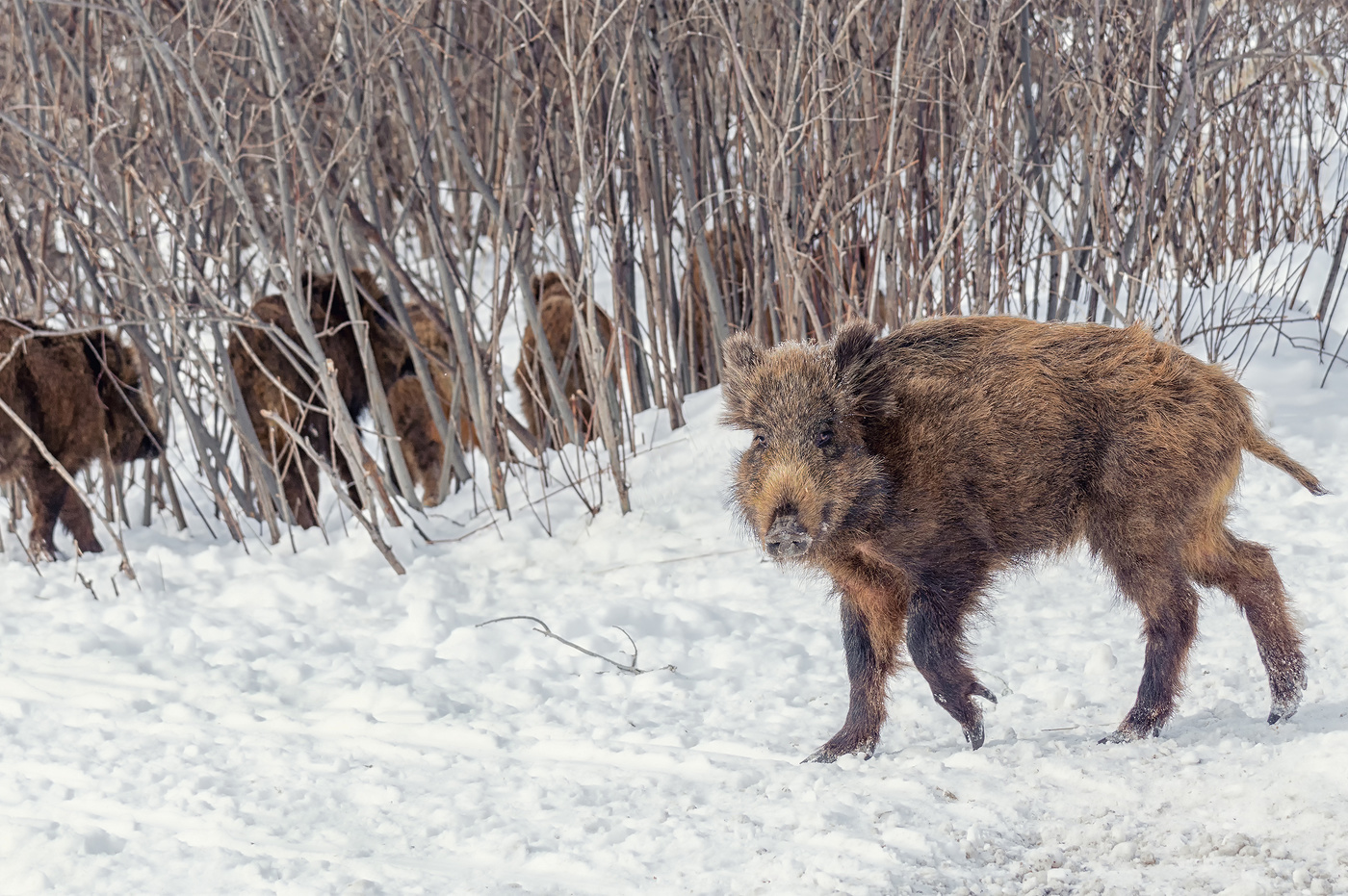 В модных сапожках..