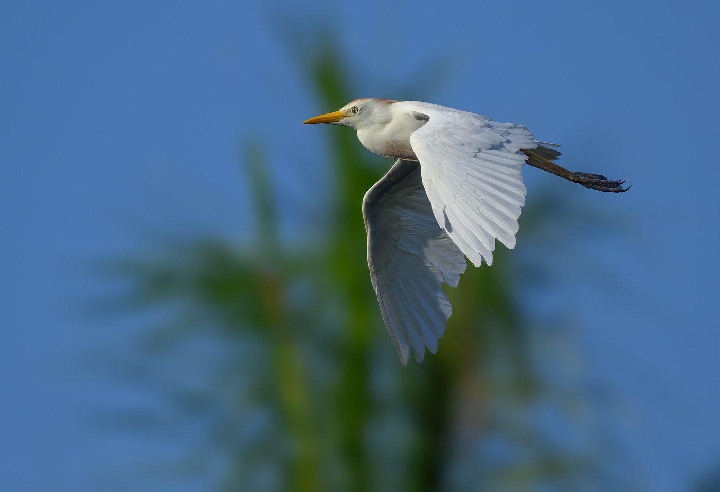 Cattle egret