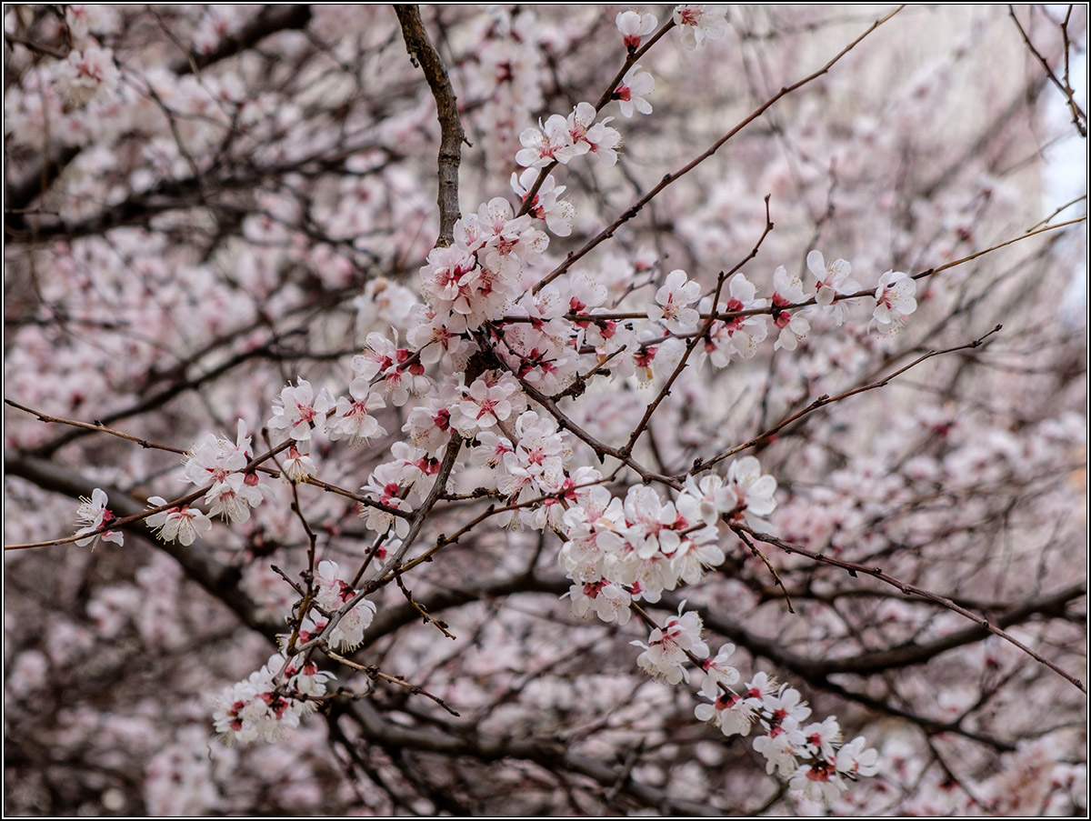 Март - пора цветения.