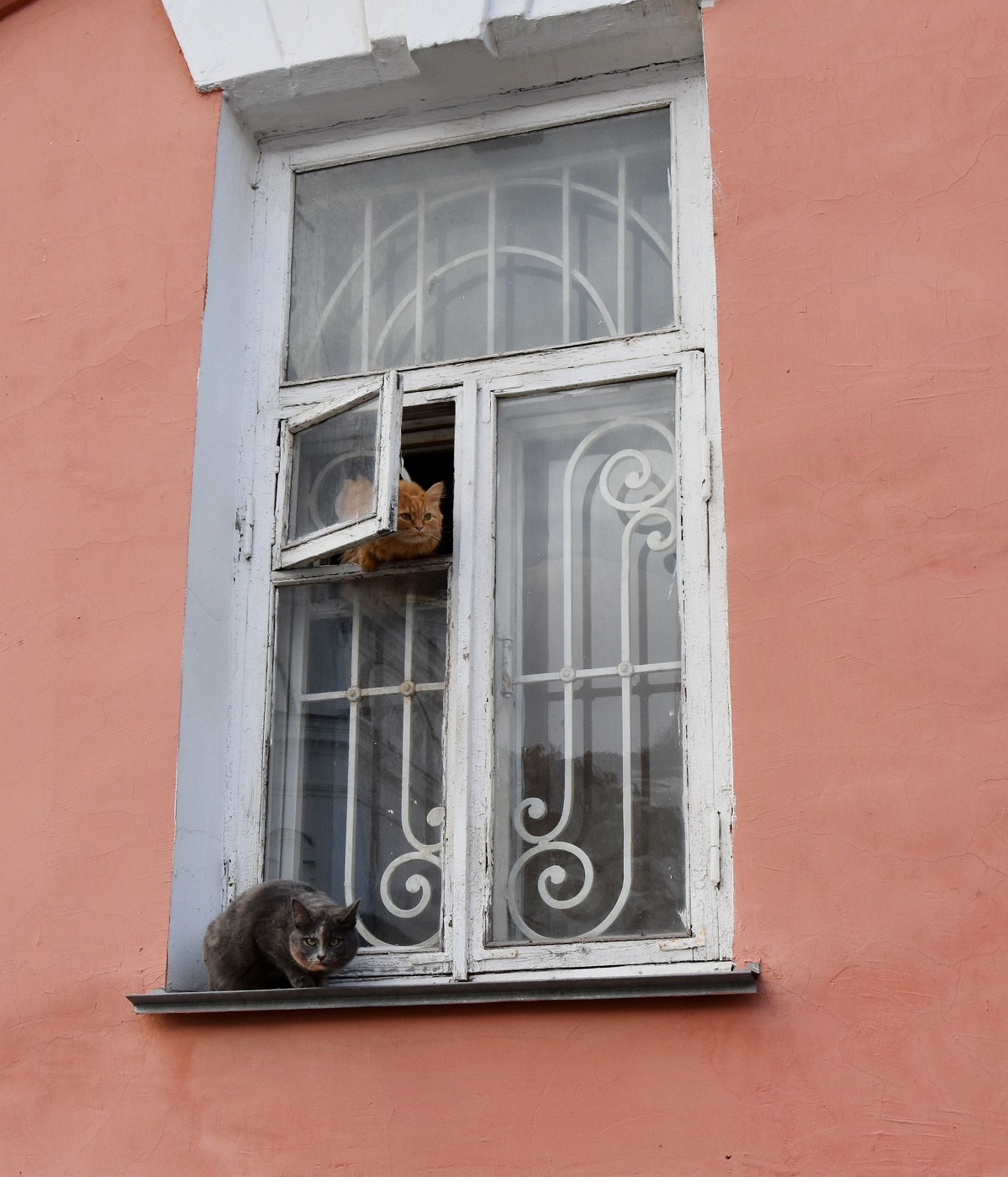 Хозяин, ты чё!?