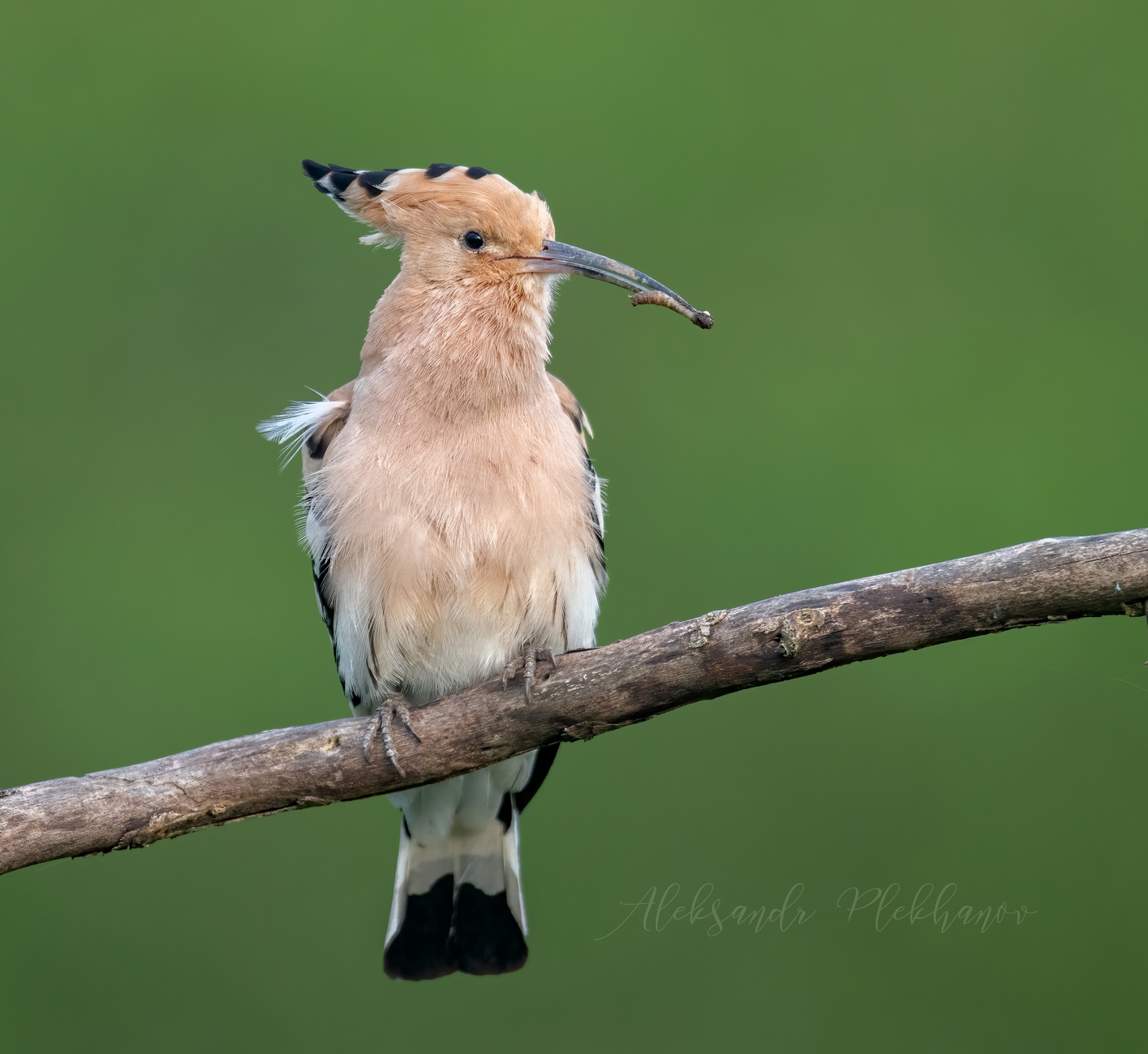 Сладкий червячок