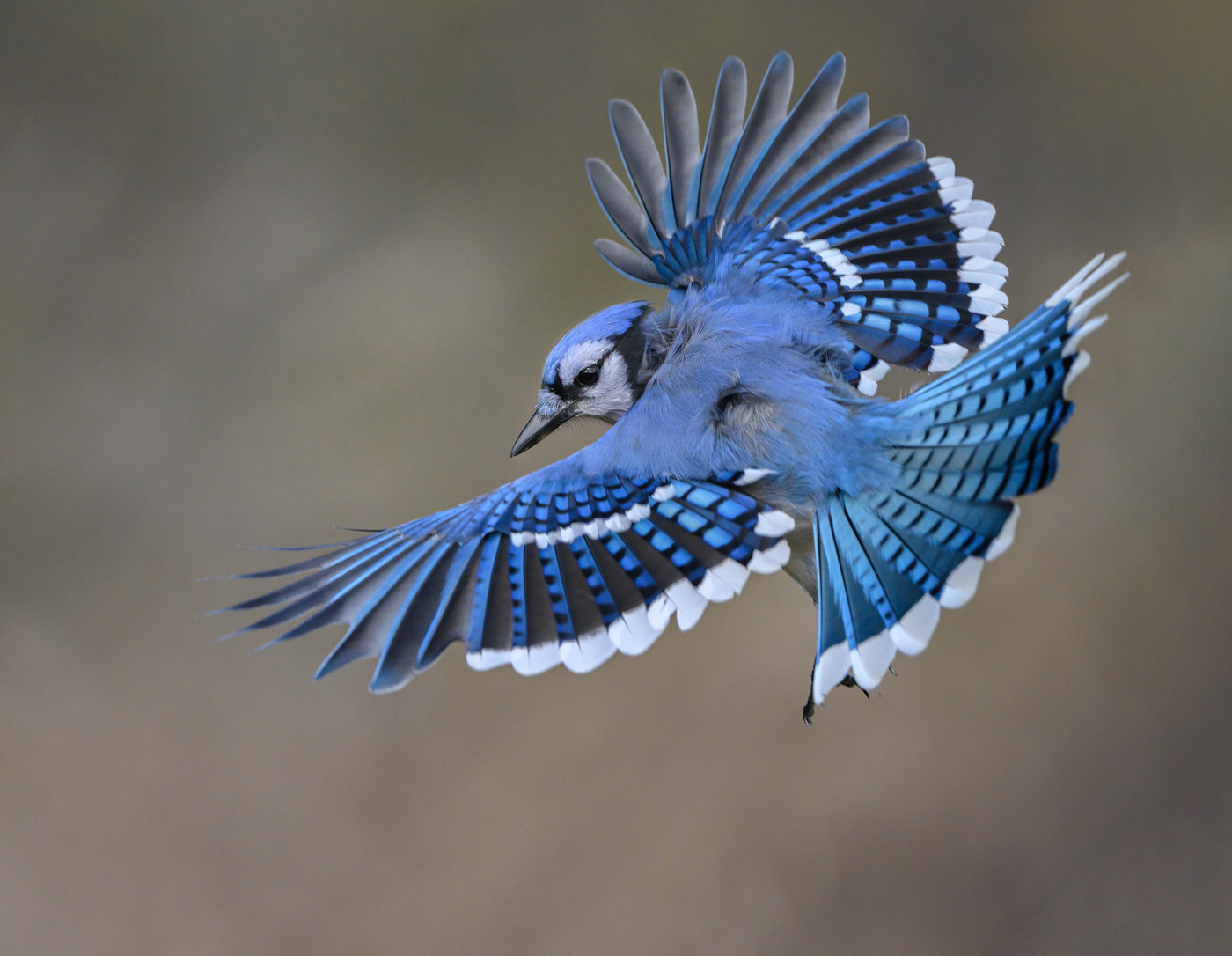 Blue jay
