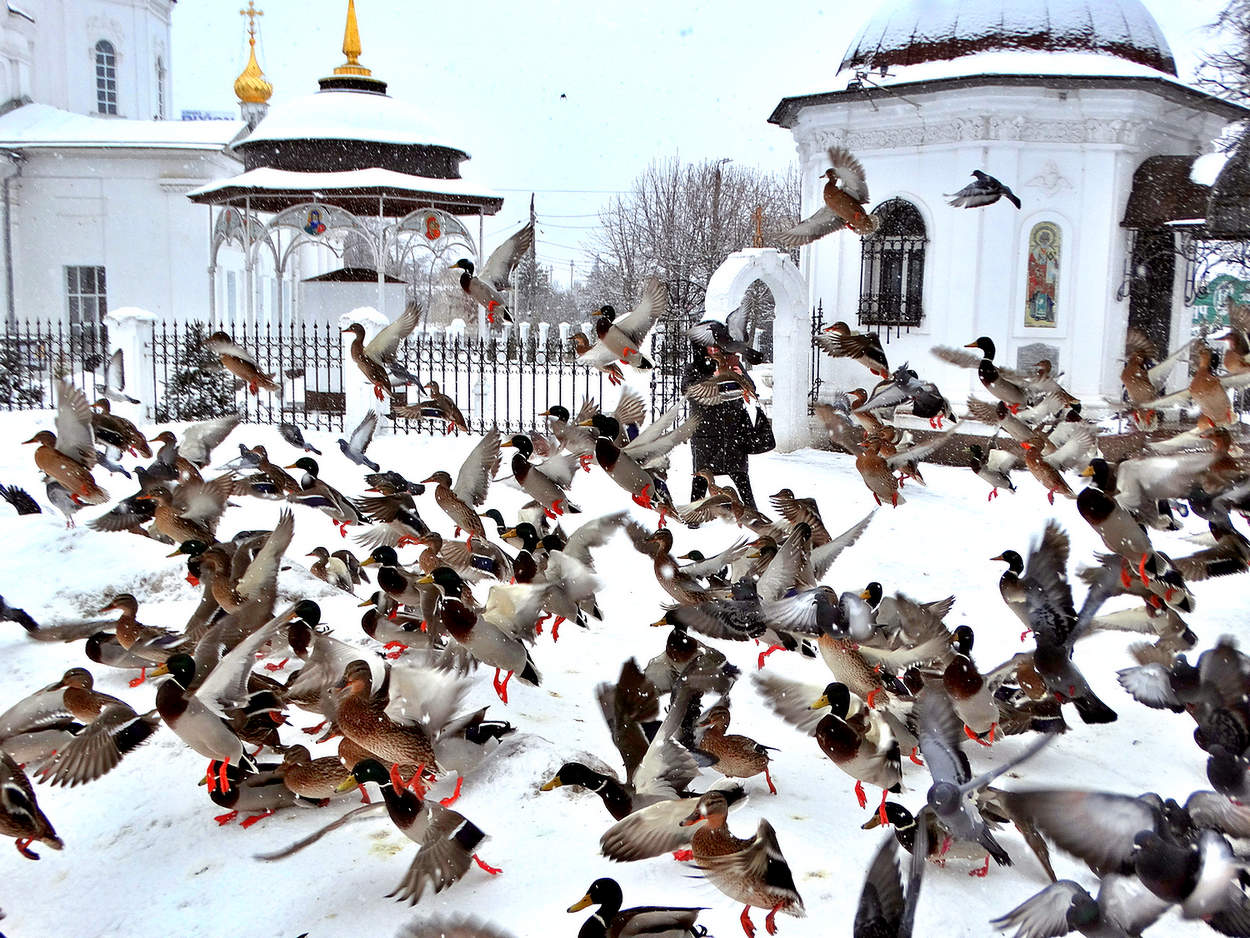 Всполошились