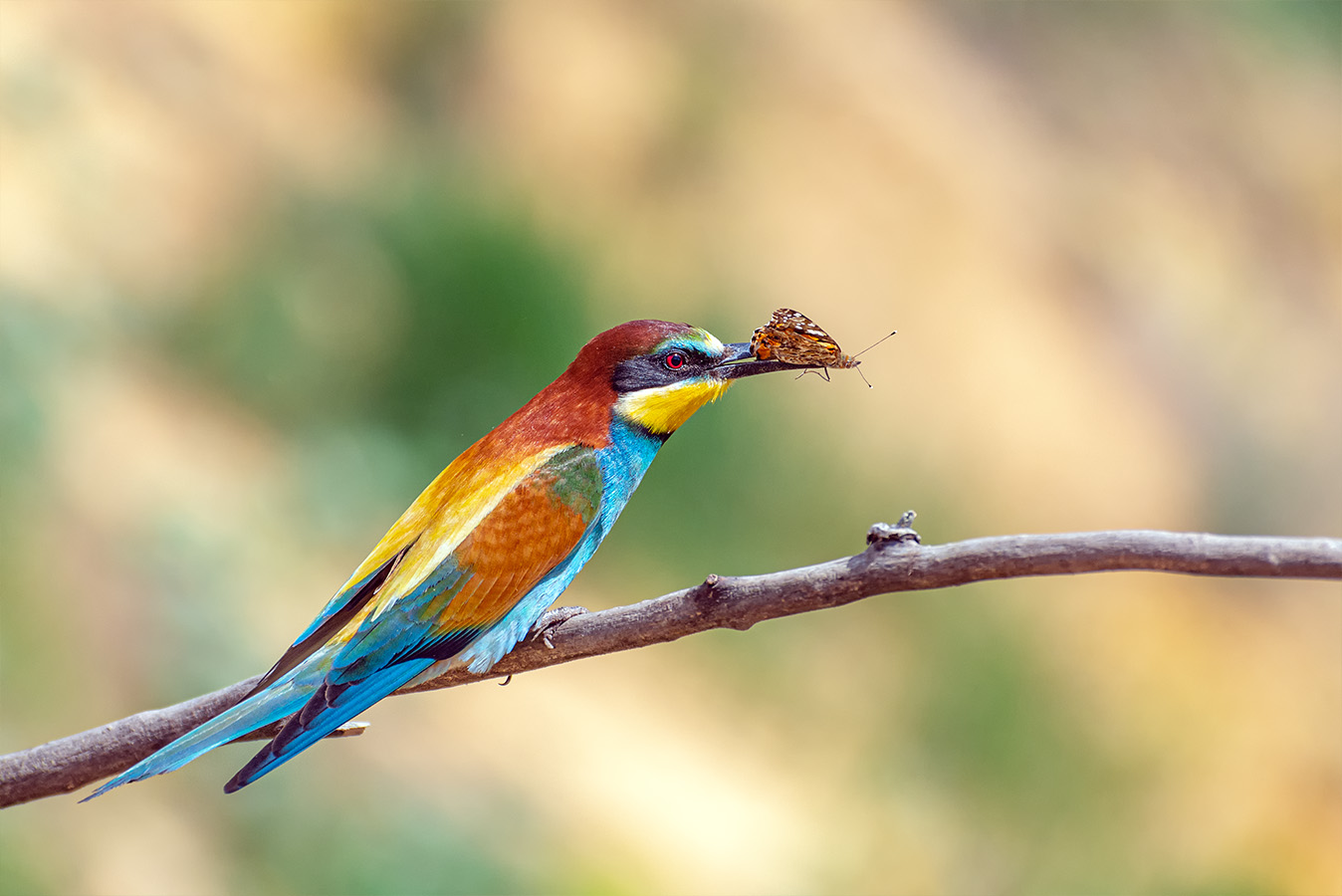 Скоро птички прилетят!!!