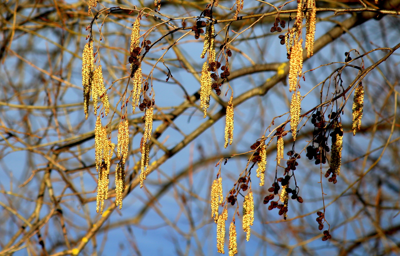 Весенние сережки!