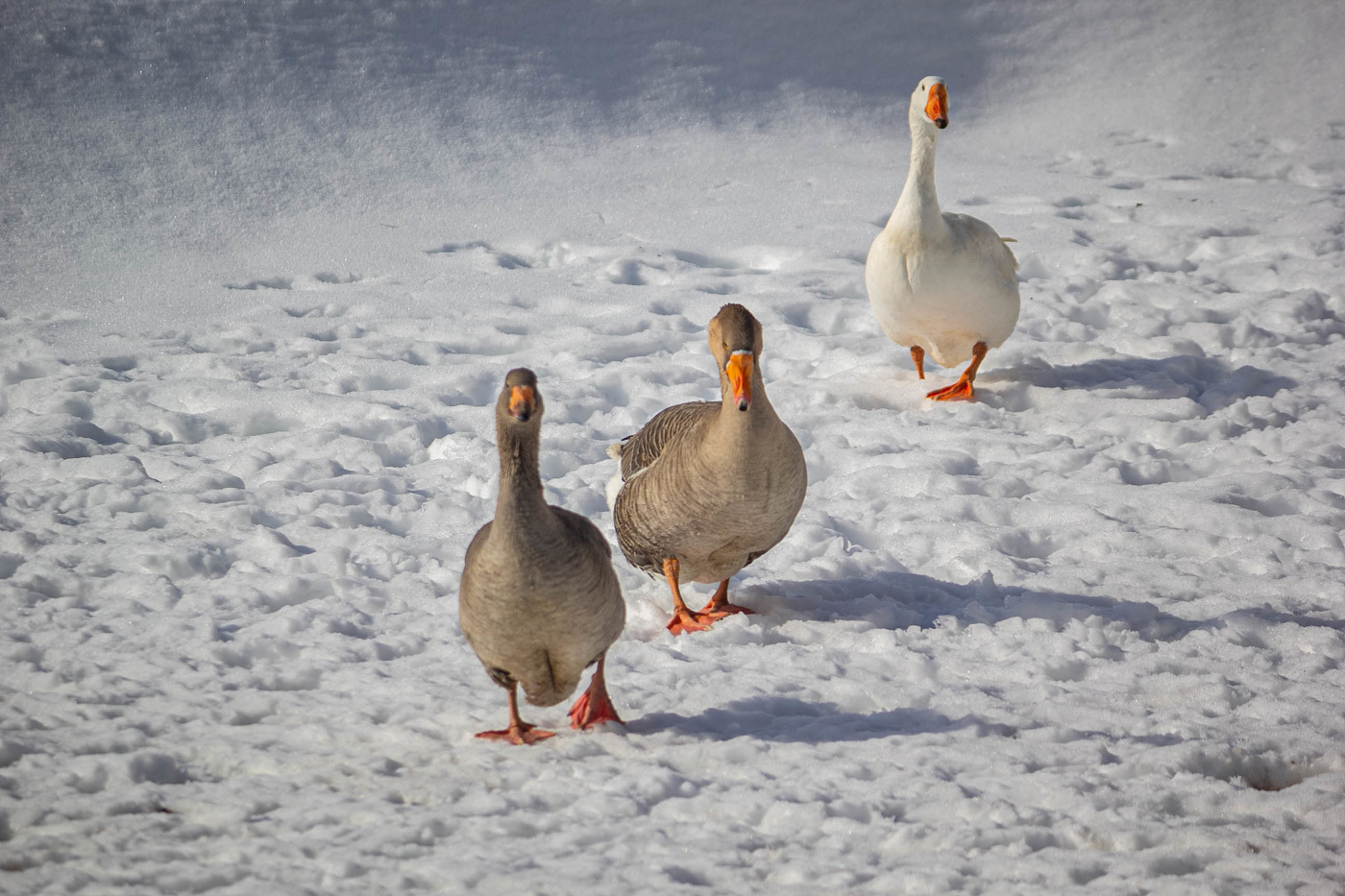 Три веселых гуся