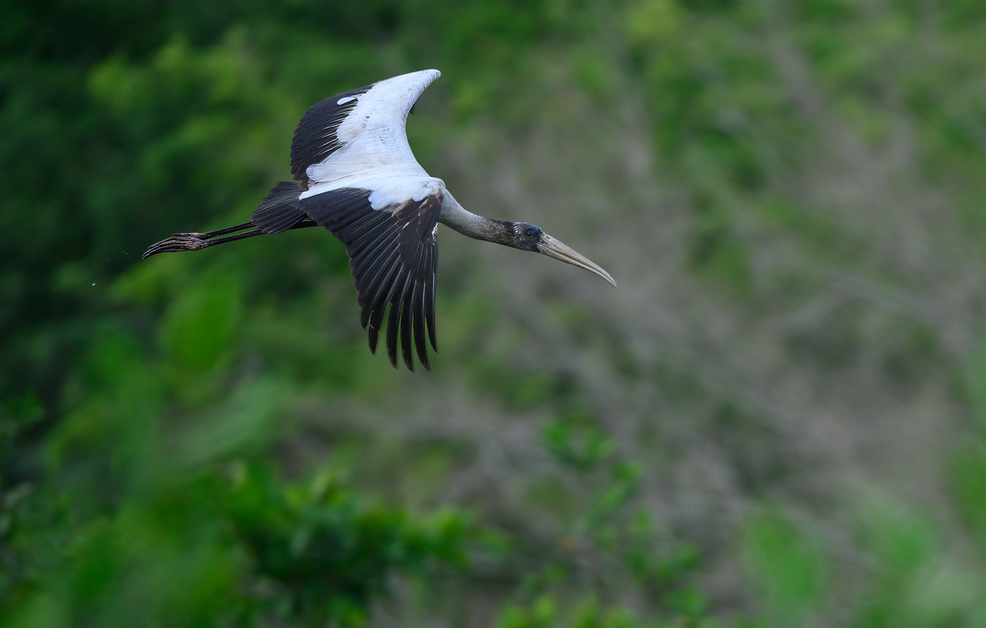Wood Stork