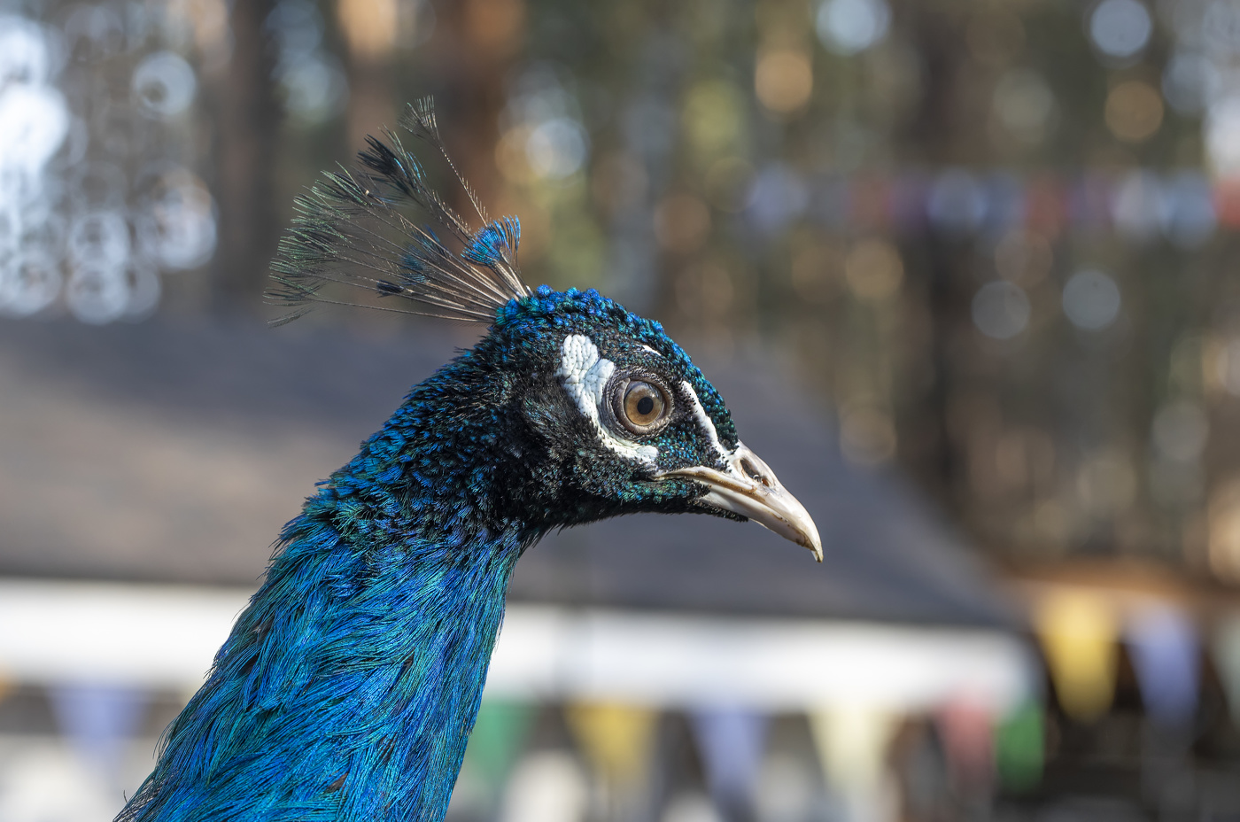 Какой такой павлин-мавлин!?