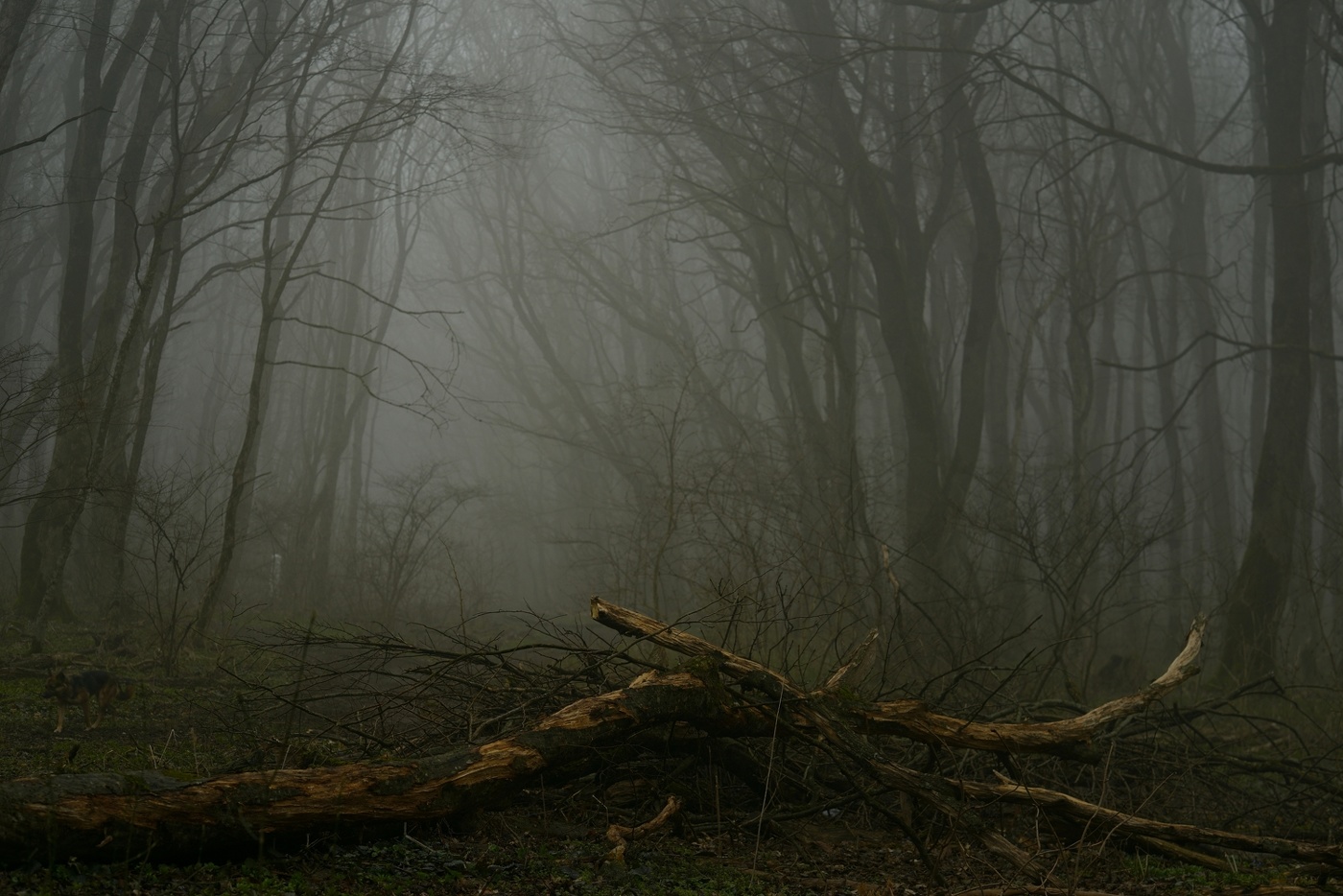 Туманное утро