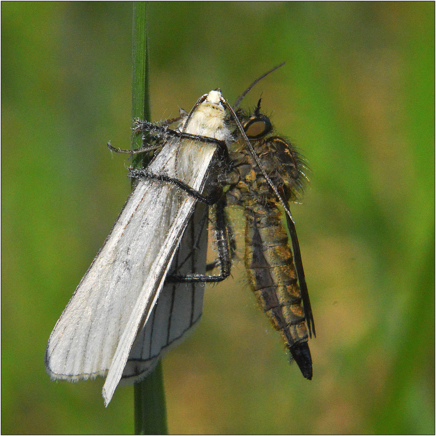 Жестокие объятья.