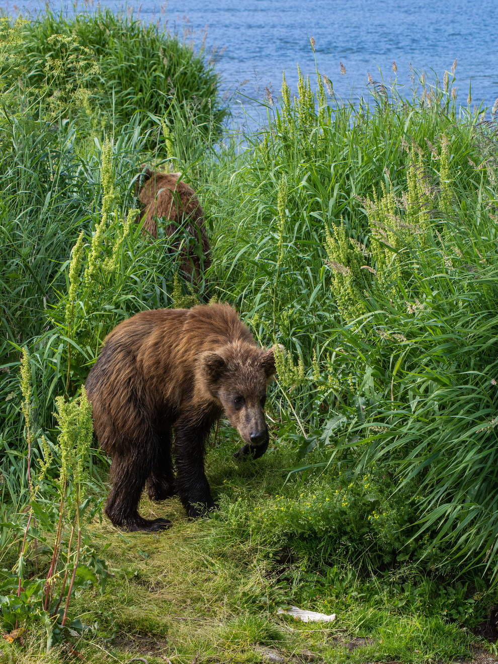 Любопытство.