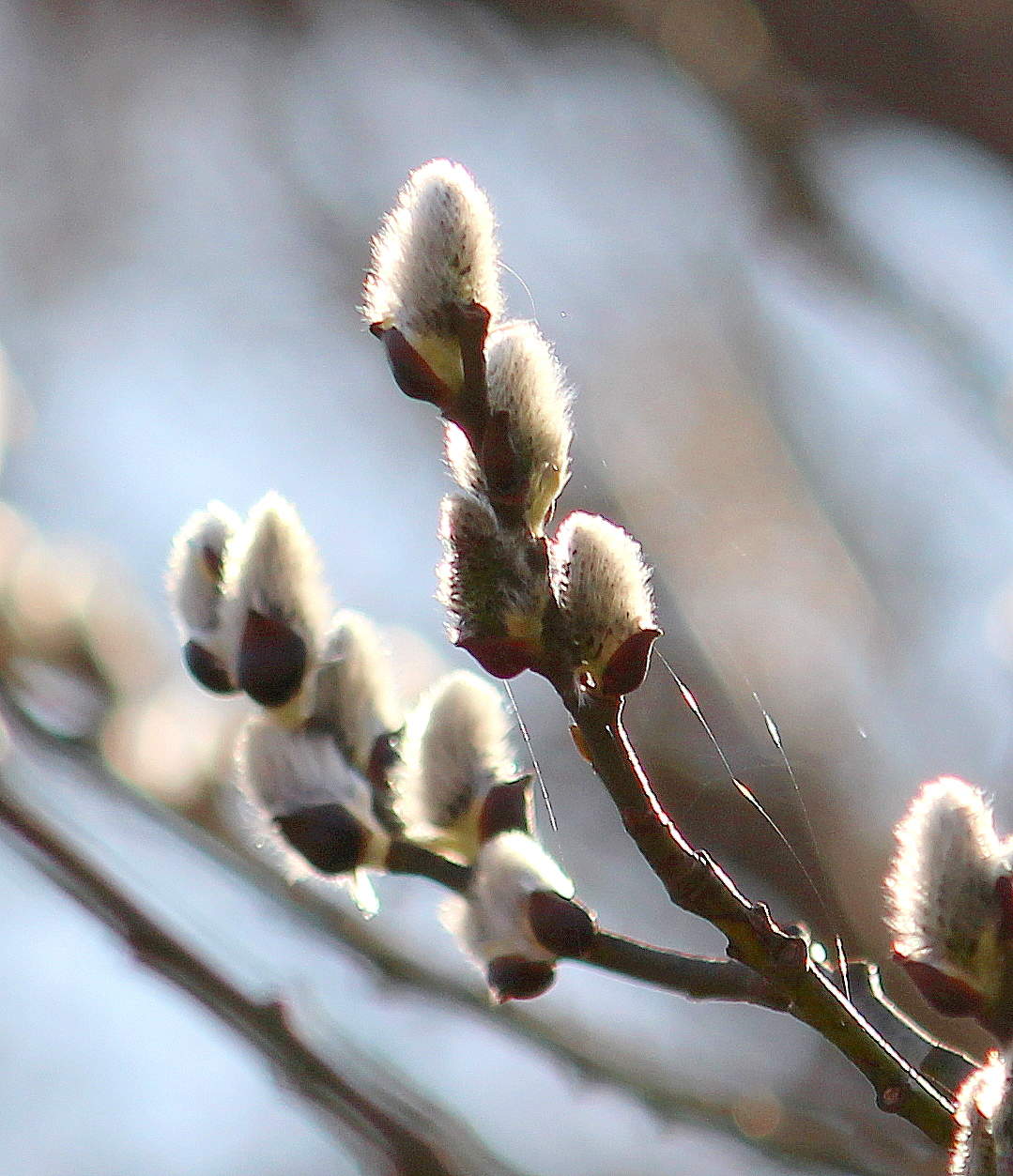 Дыхание весны!