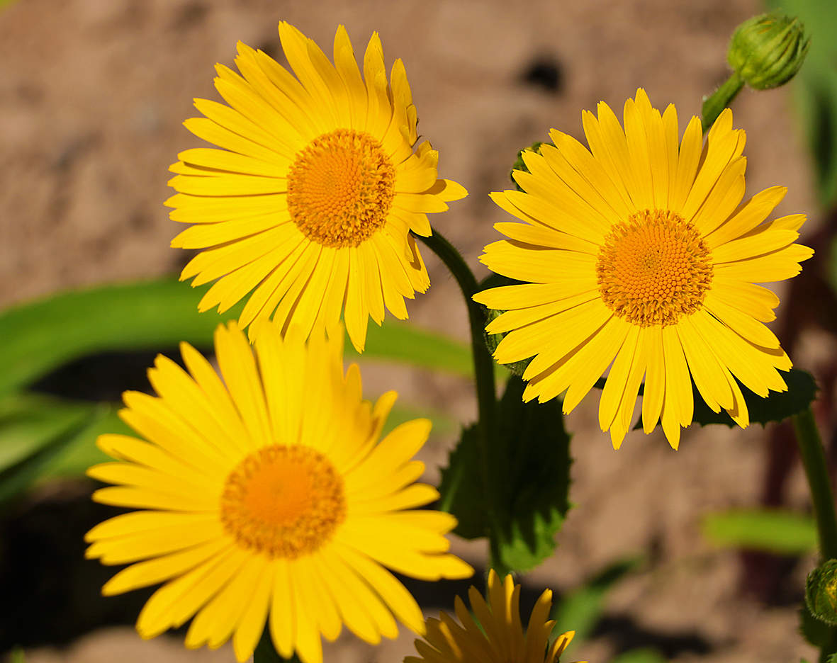 Три солнышка