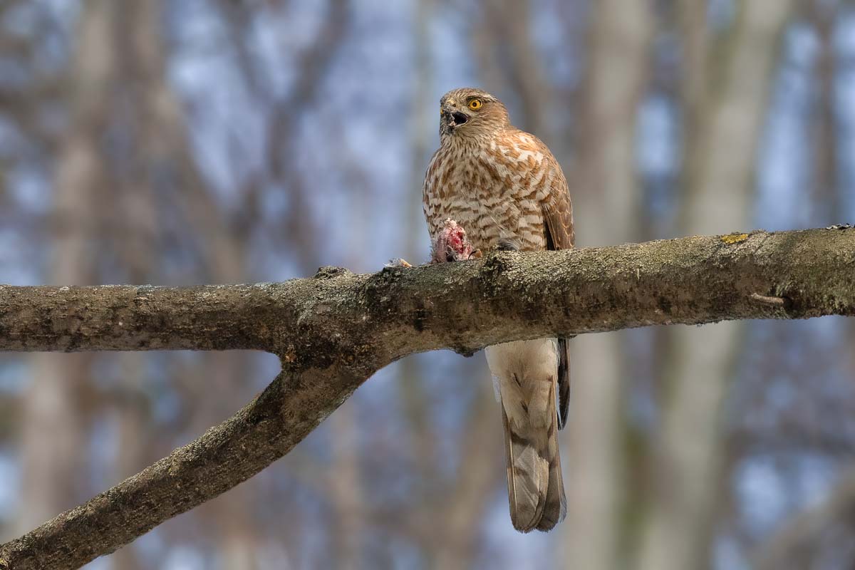 Ястреб перепелятник.