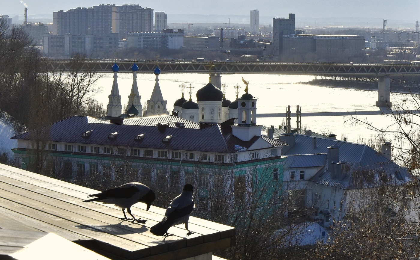 Вороне как-то Бог послал....