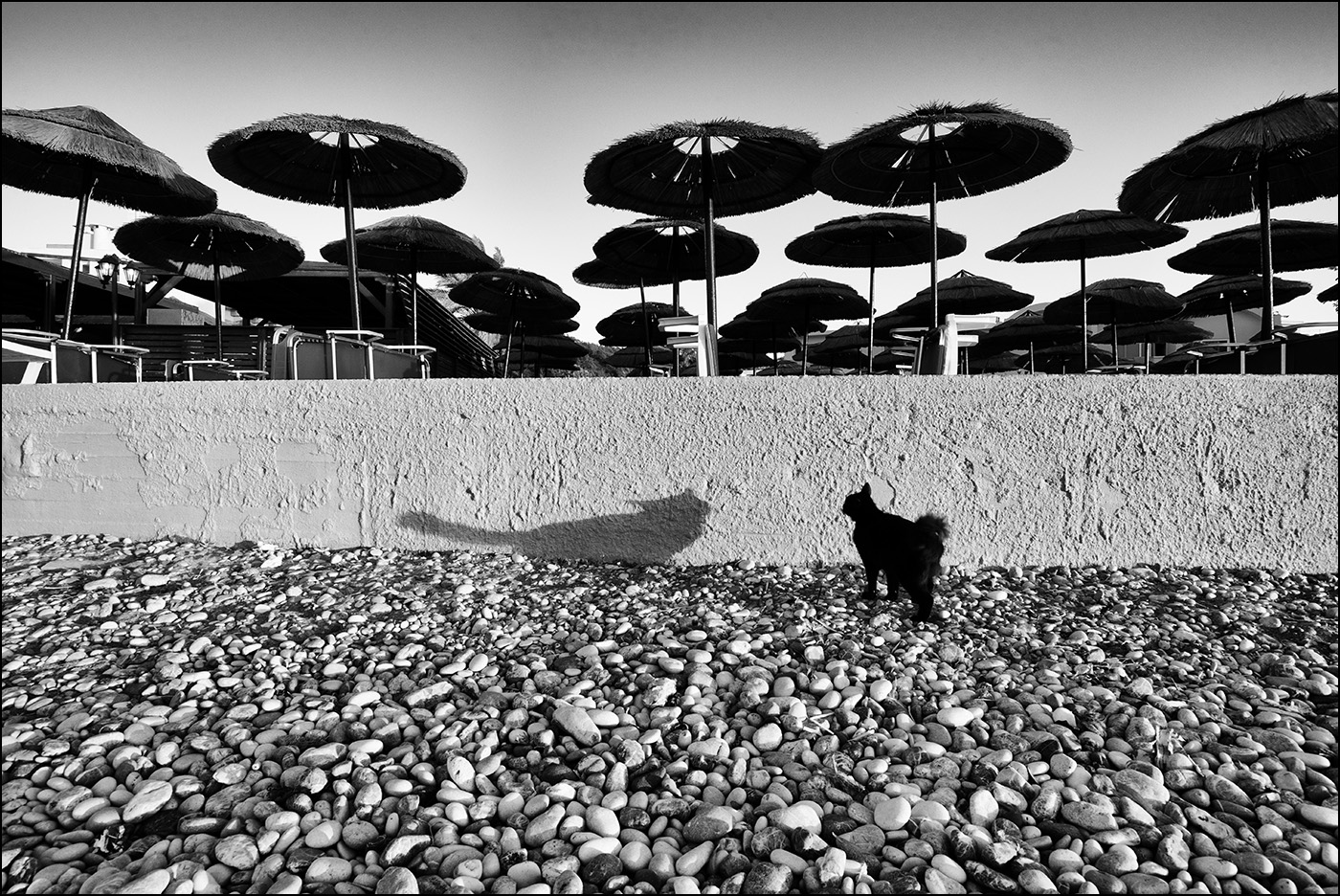 хороший кот на дороге не валяется