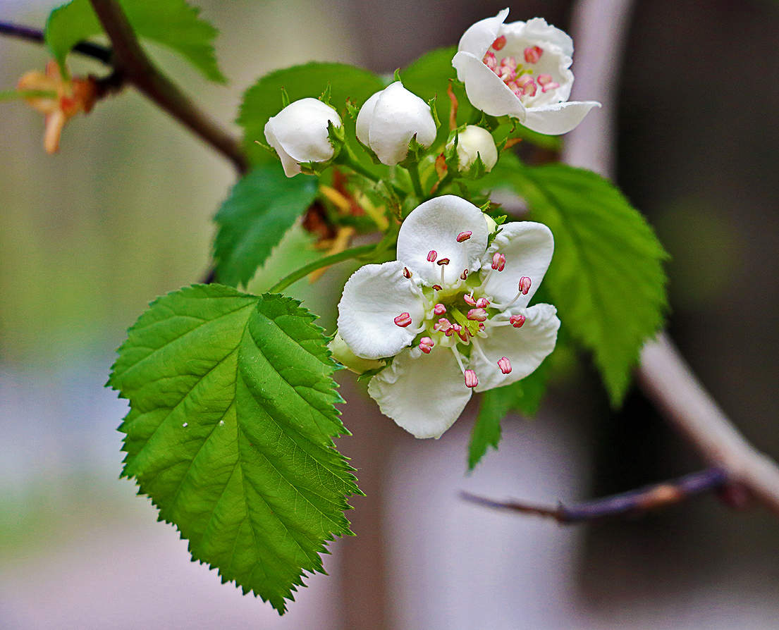 Весна не за горами!