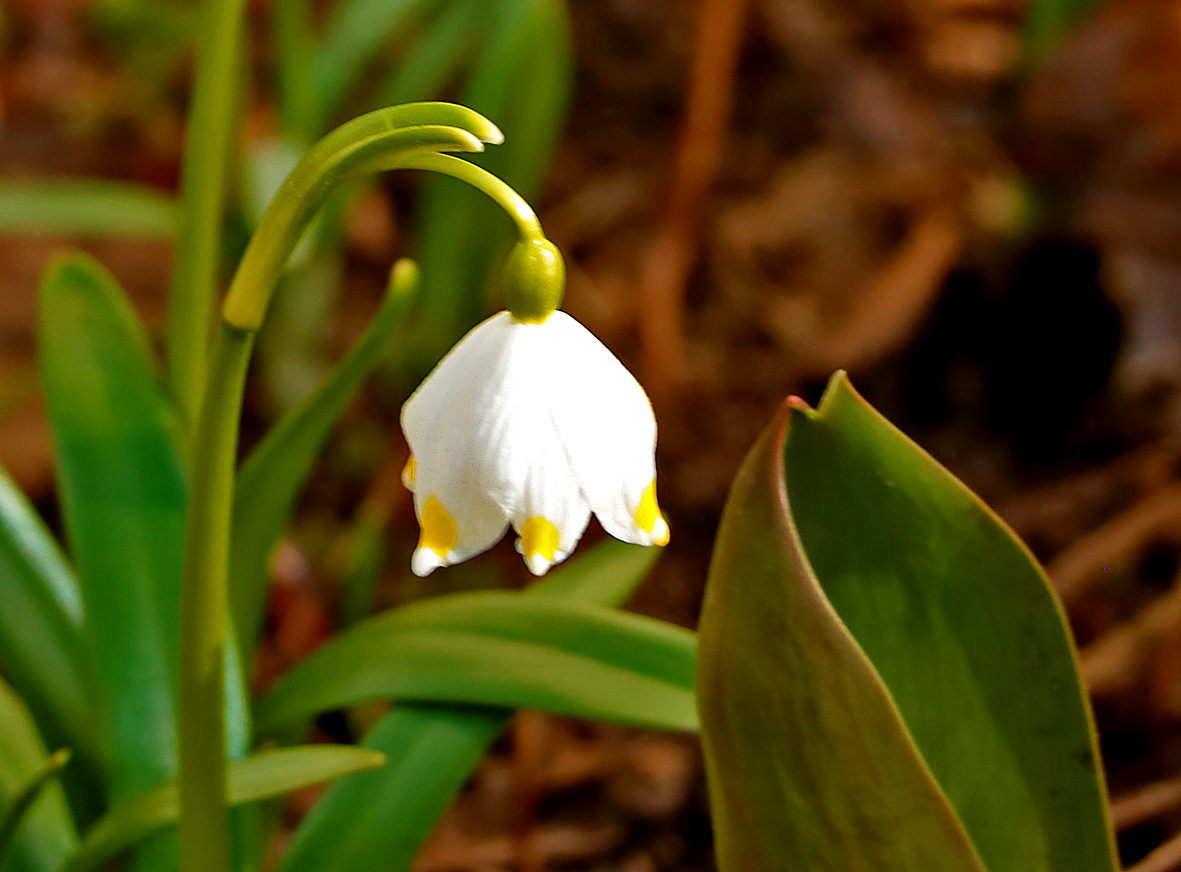 Вот и весна пришла!