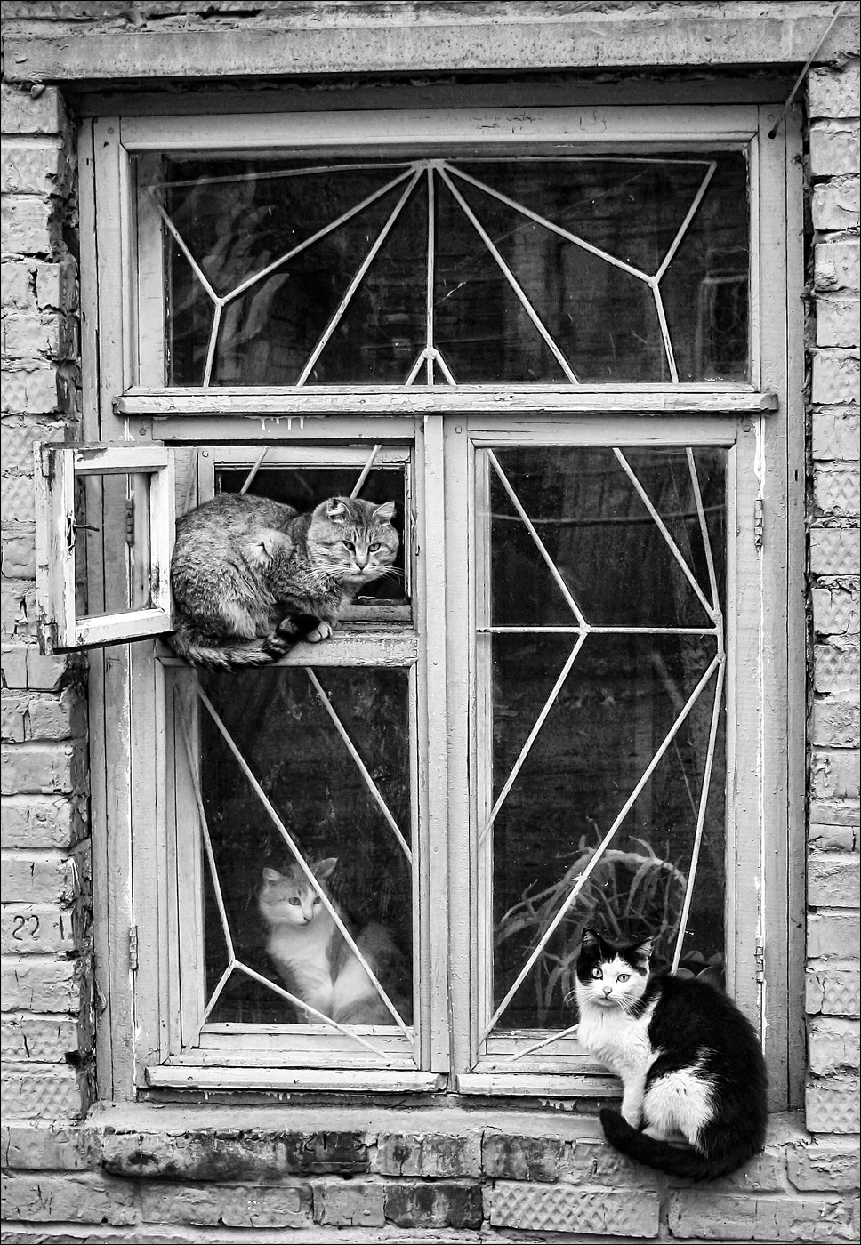 Три товарища.