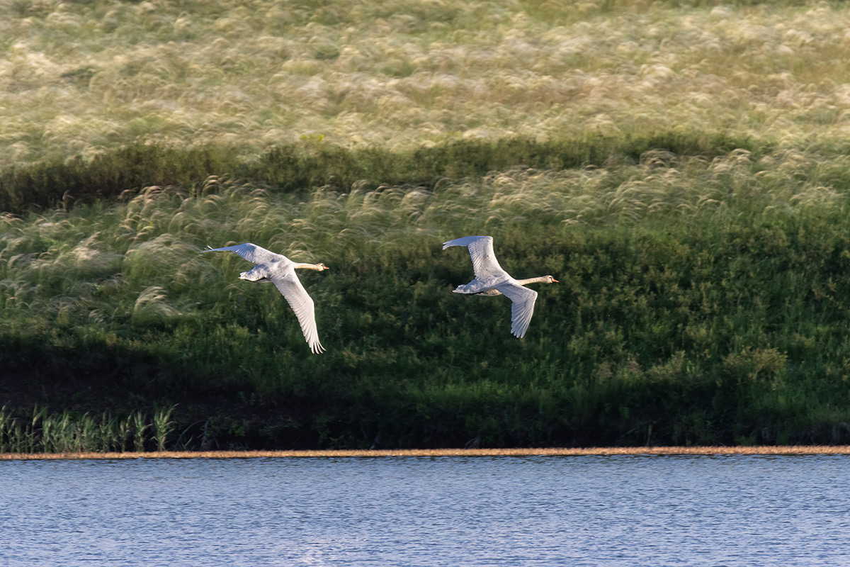 Над степью ковыльной