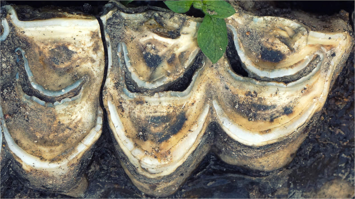 С Днем смеха!!!