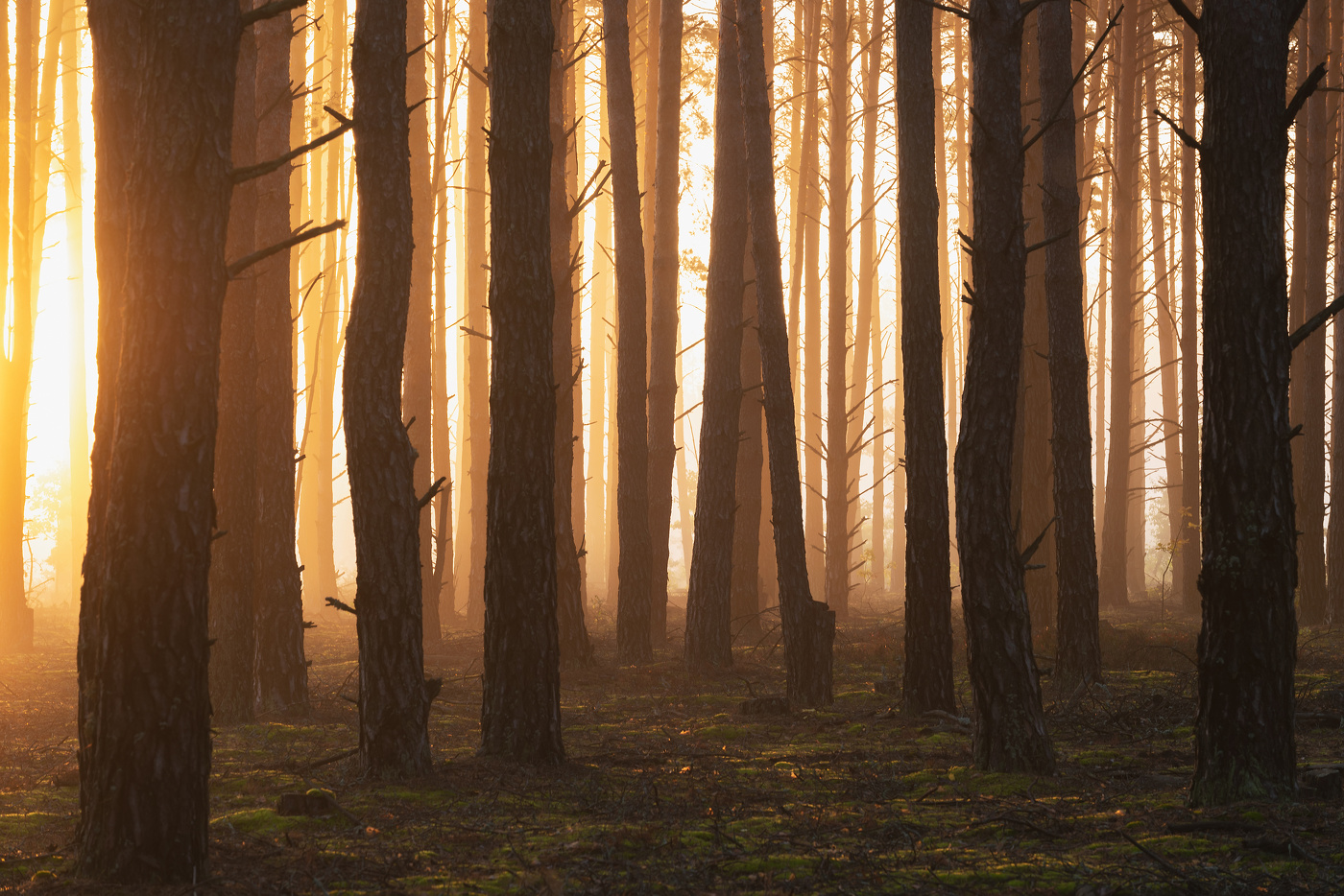 Утренний свет