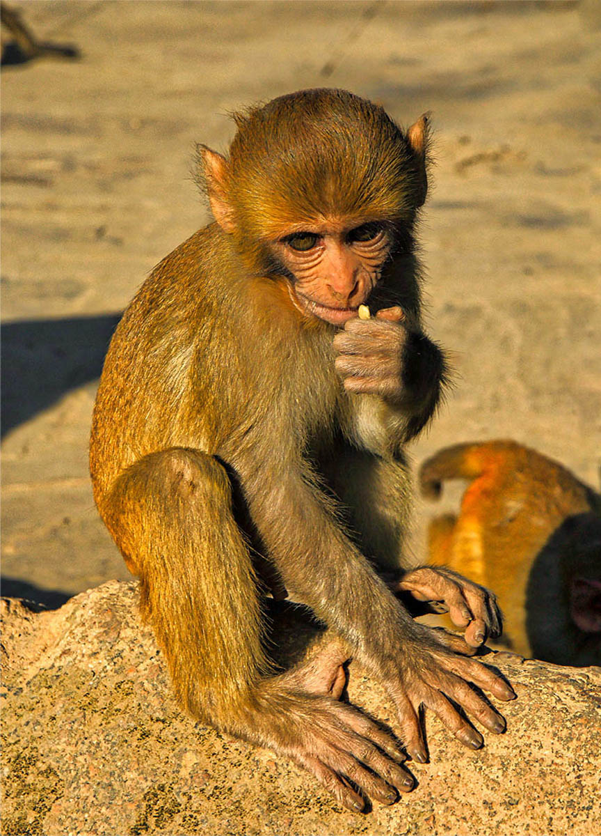 Думы, мои думы