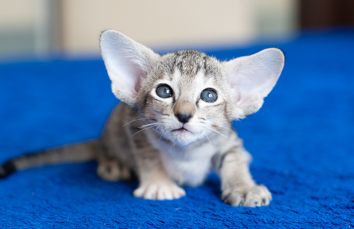 Малышка Джазми