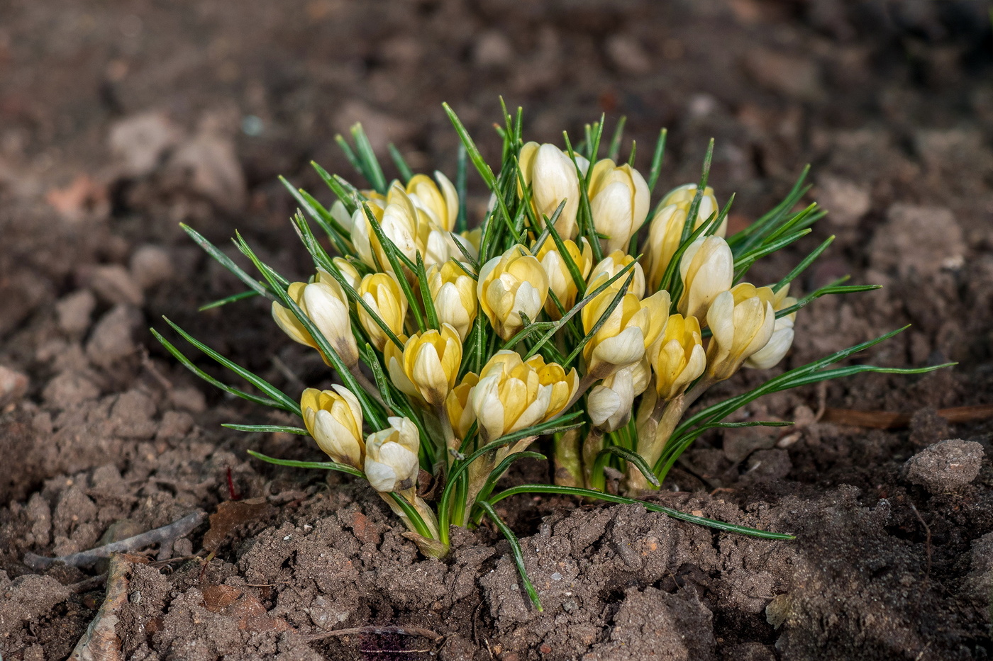 Первоцветы.