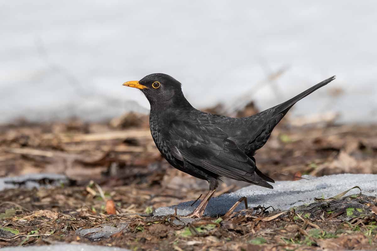 Чёрный дрозд.