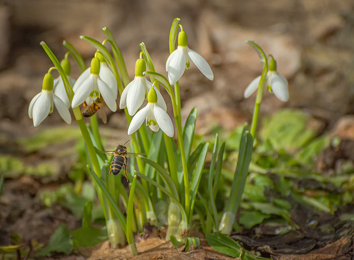 Пчела за данью полевой летит из кельи восковой.