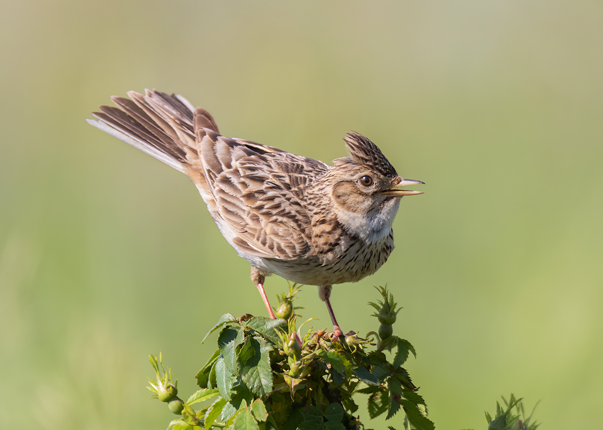 Токующий жаворонок