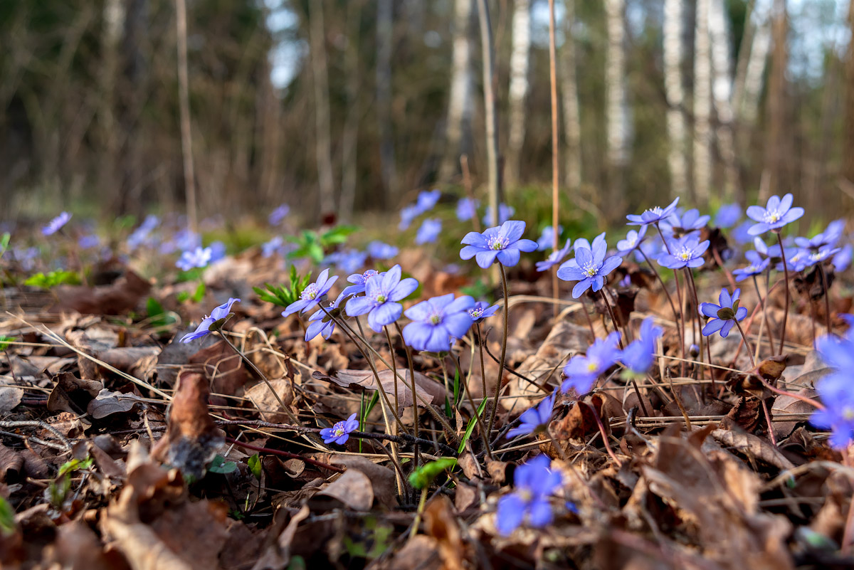 Апрельское...