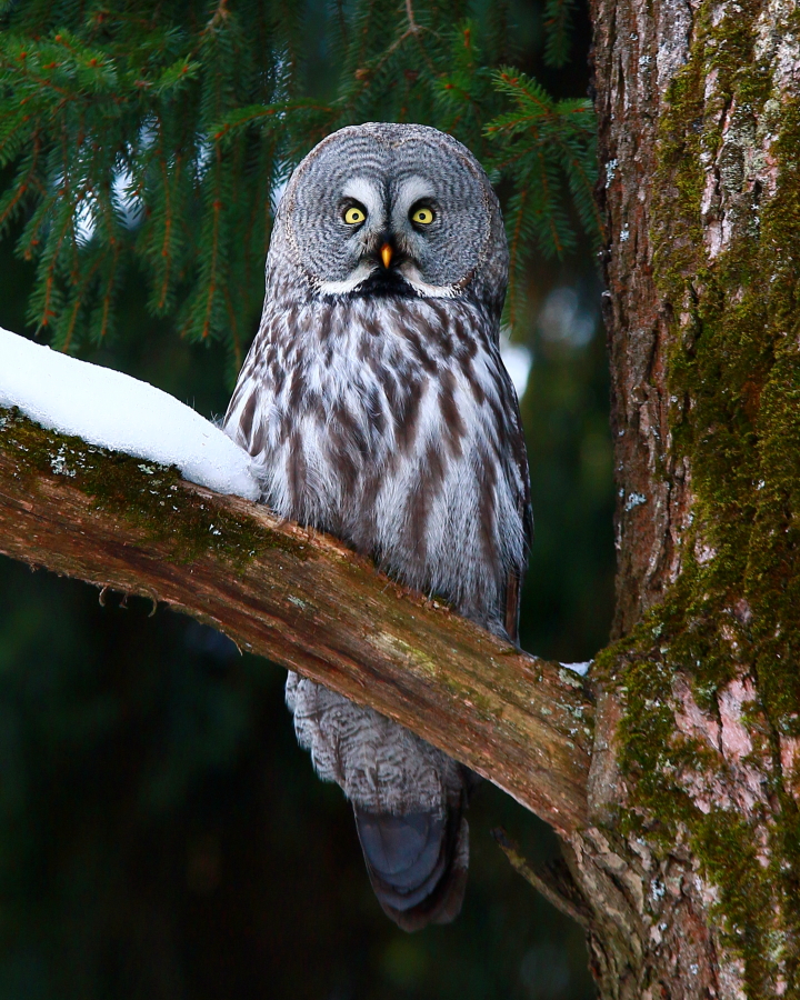 Бородатая неясыть.