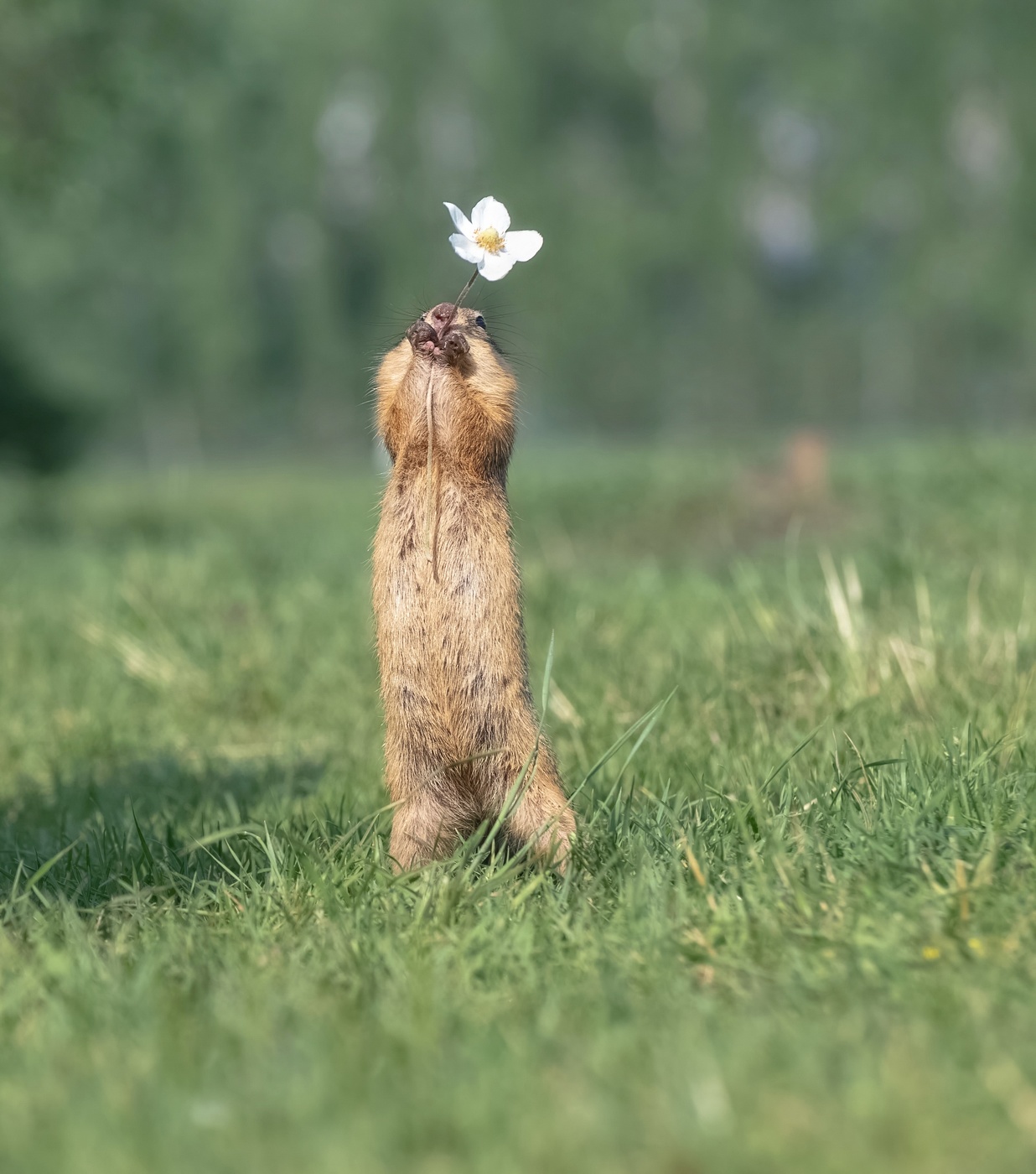 Цветочек для любимой
