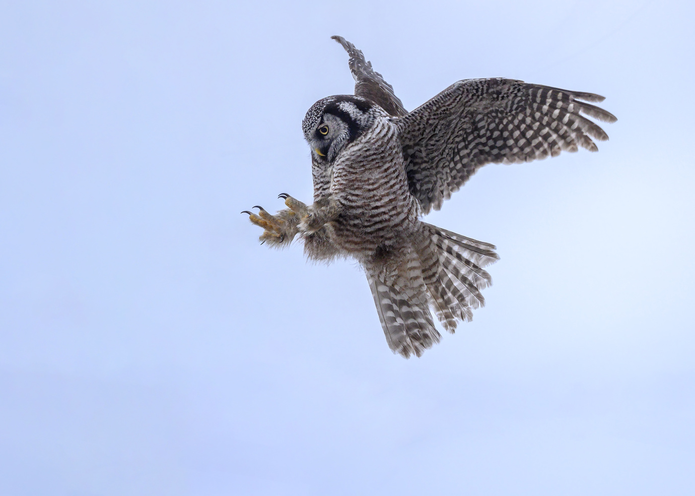 Northern hawk-owl