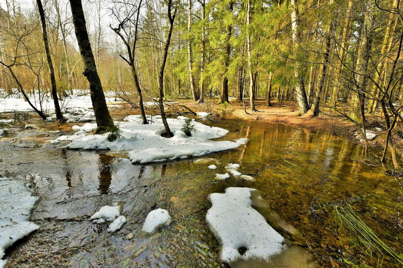 "Сугробы вянут на глазах ..."