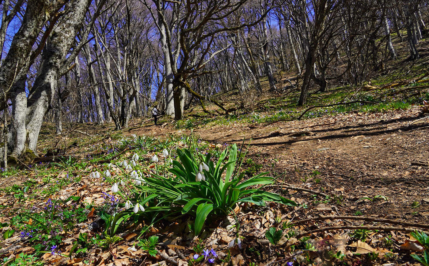 Подснежник складчатый